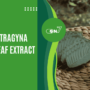Guide To Mitragyna Speciosa Leaf Extract
