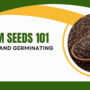 Kratom Seeds 101: Planting and Germinating Process